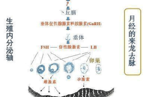 促黄体生成素
