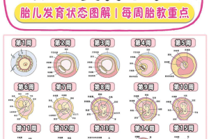 胎儿发育过程