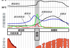 黄体期促排卵方案