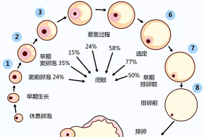 卵泡萎缩